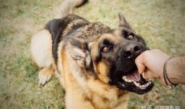 卓伟爆料狗咬人视频,狗咬人事件视频曝光，真相令人震惊